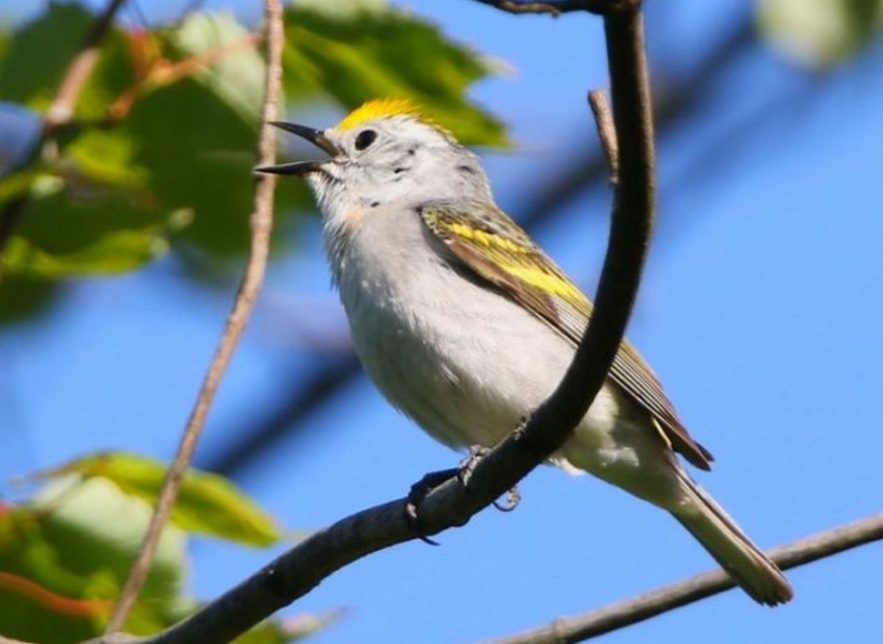 triple oiseau hybride