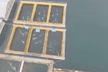 prison baleines orques russie