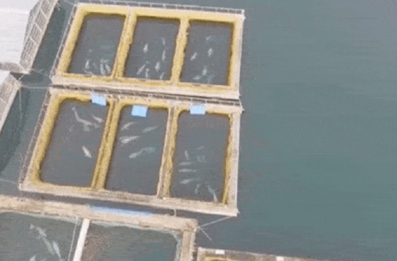 prison baleines orques russie
