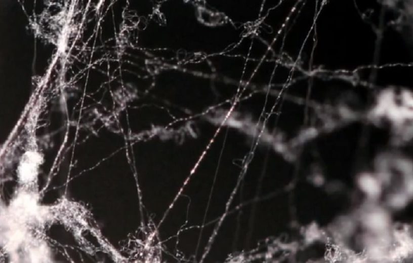 soie araignee microfibres acier