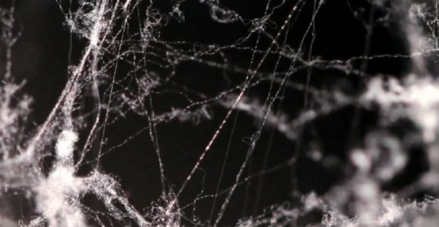 soie araignee microfibres acier