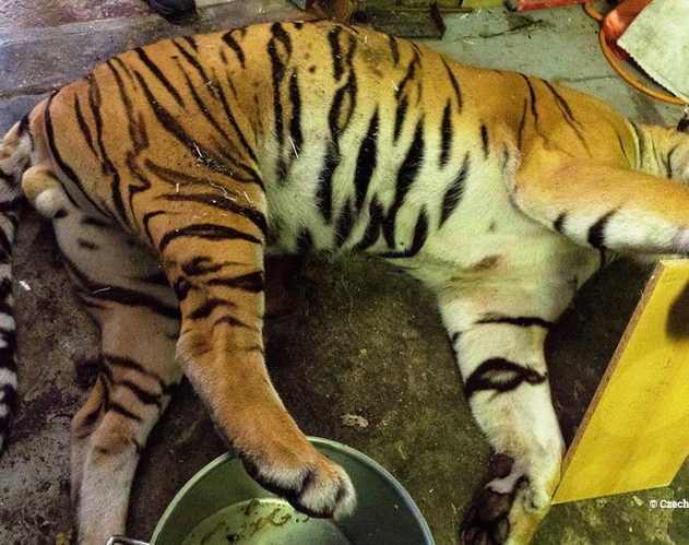 tigre abattoir peau marche noir illegal criminel