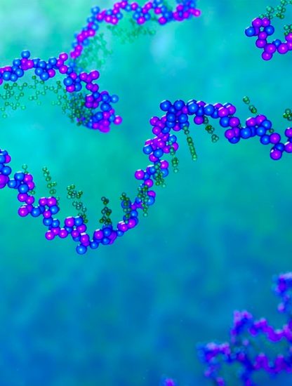 ADN replication