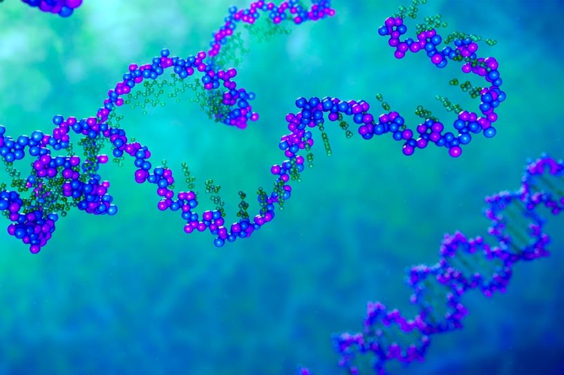 ADN replication