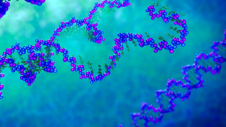 ADN replication