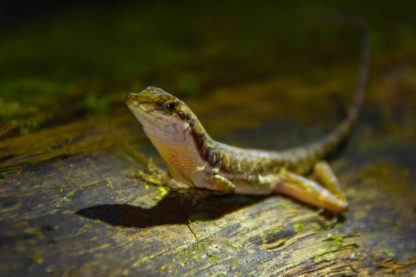 Anolis oxylophus