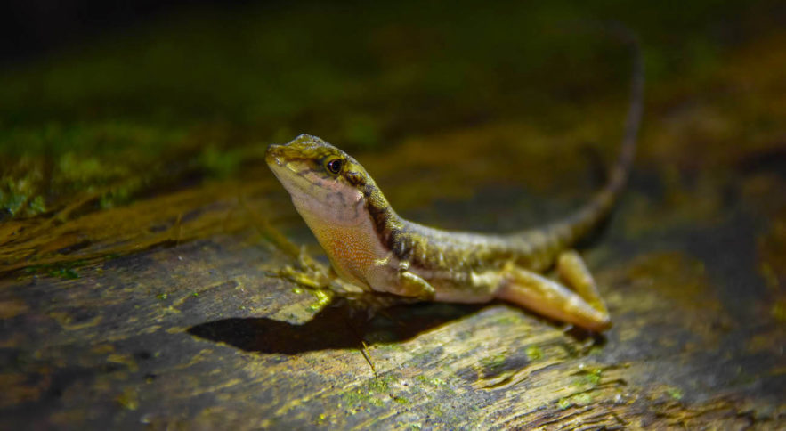 Anolis oxylophus