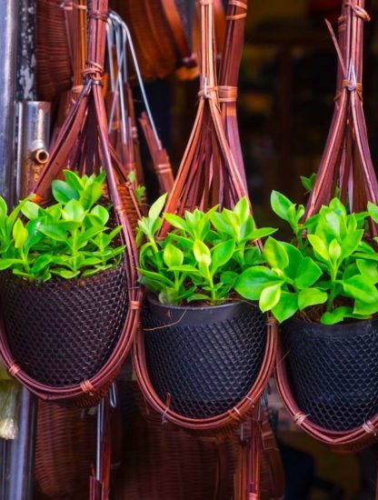 Epipremnum aureum lierre du diable