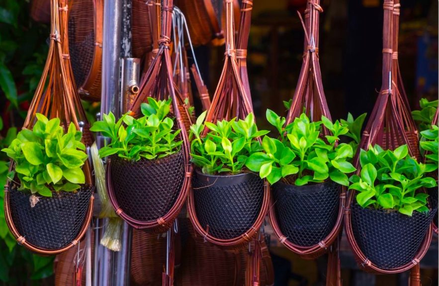 Epipremnum aureum lierre du diable