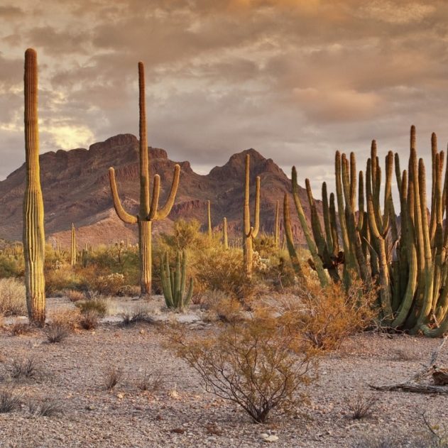 cactus eau desert