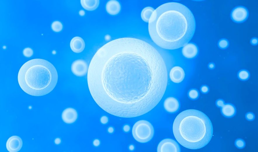 cellules souches cancereuses