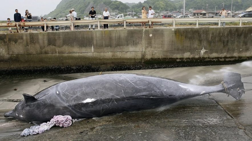 chasse baleine japon