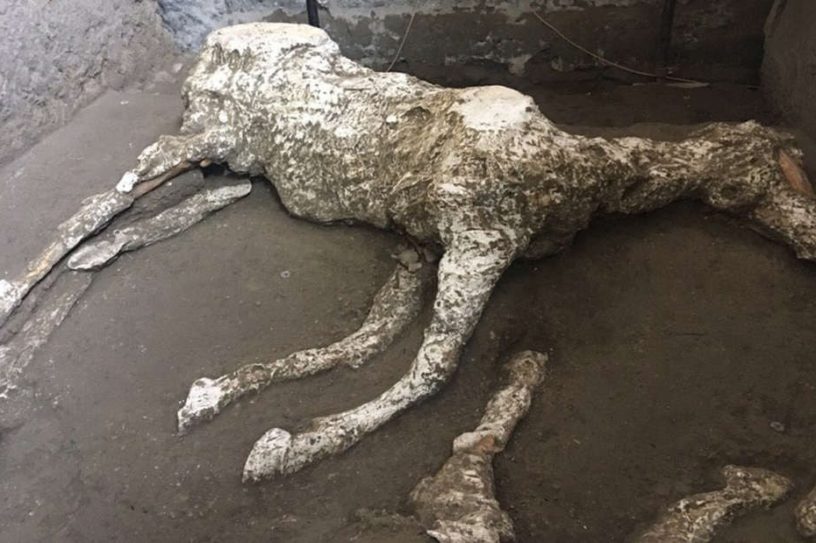 chevaux harnais selle