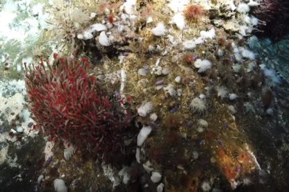 ecosysteme fonds marins