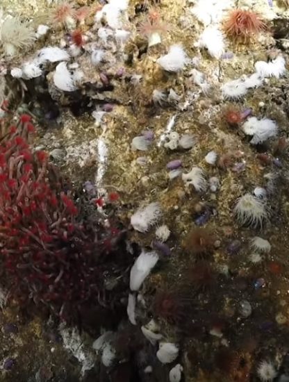 ecosysteme fonds marins