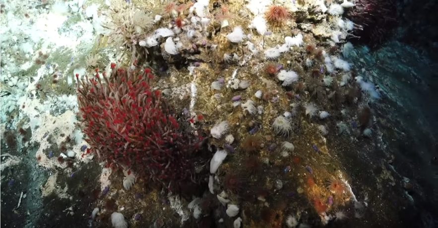 ecosysteme fonds marins