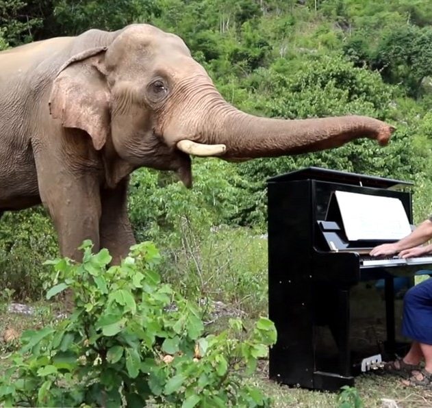 elephant animal animaux faune pianiste piano