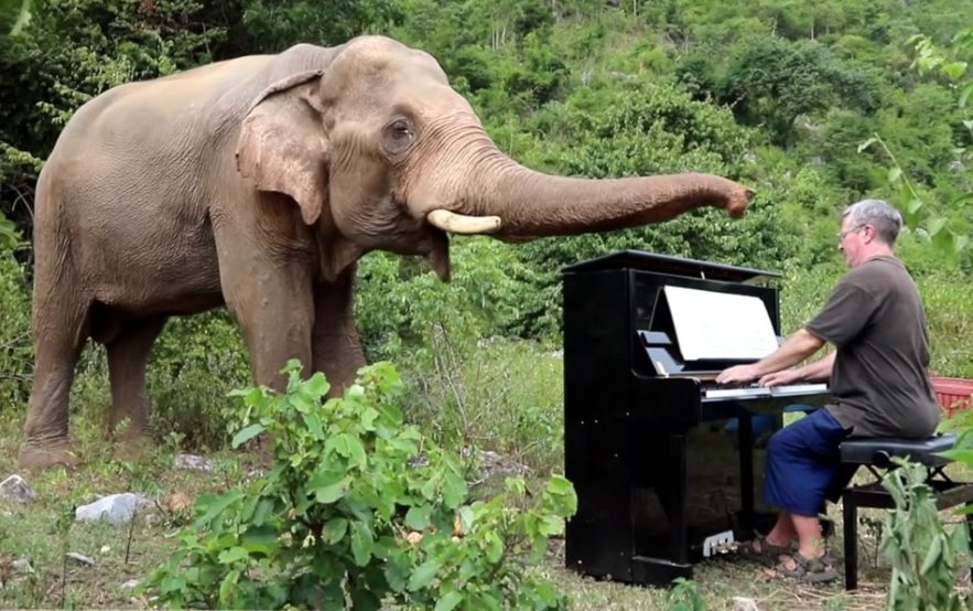 elephant animal animaux faune pianiste piano