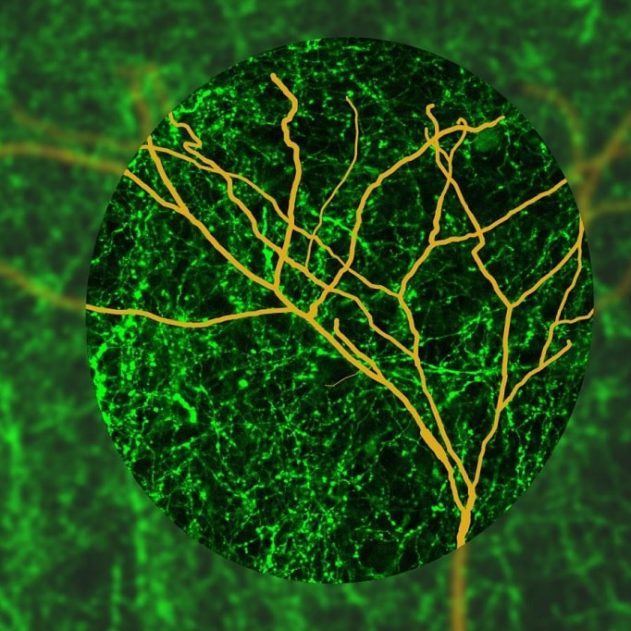 focalisation attention cerveau