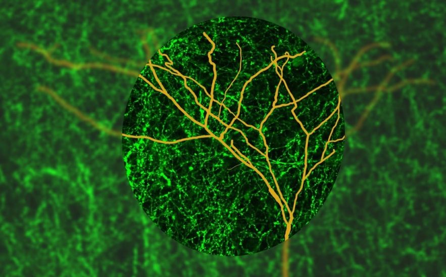 focalisation attention cerveau
