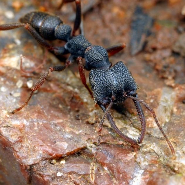 fourmi dracula sang sucer rapide machoire mandibule rapidite piege record insecte animal