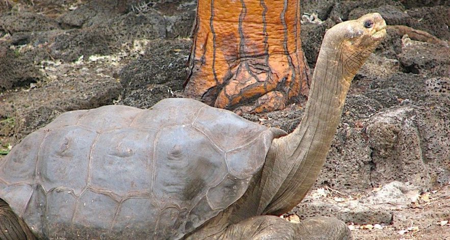 georges le solitaire tortue geante galapagos secrets longevite