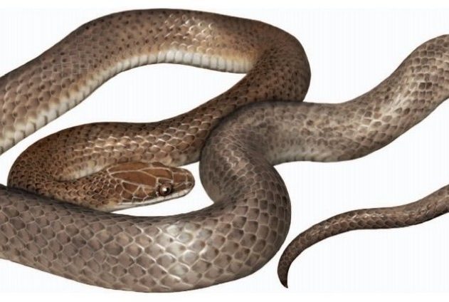 nouvelle espece serpent foret repas venimeux