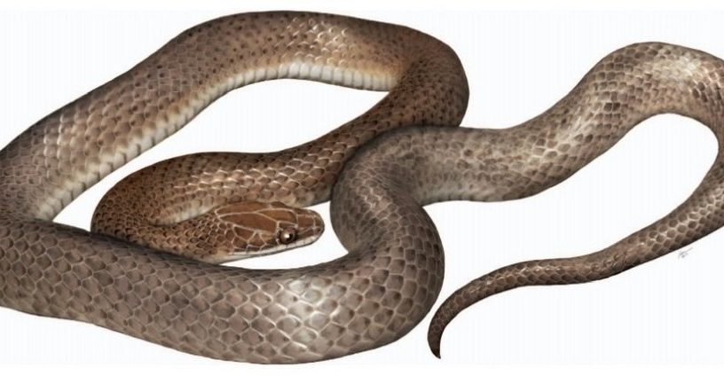 nouvelle espece serpent foret repas venimeux