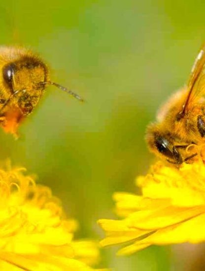 pollinisation insectes vent evolution