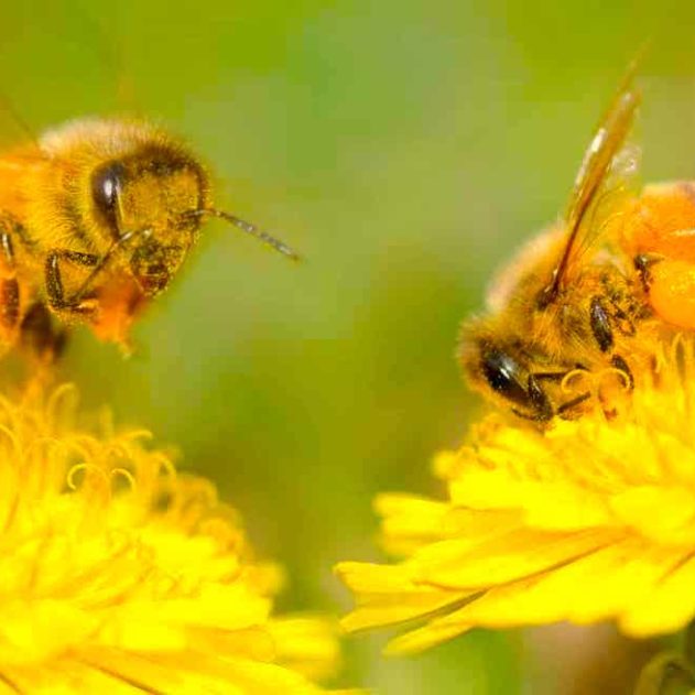 pollinisation insectes vent evolution