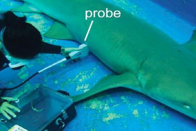 requin embryon bebe cannibale cannibalisme utérus intra-utérin