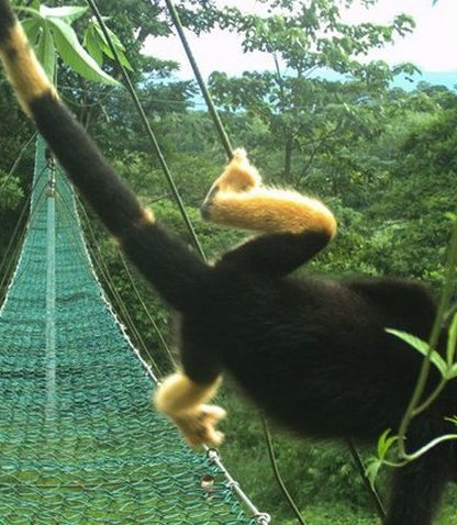singe costa rica fourrure pigment pigmentation pesticides noir jaune