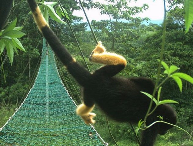 singe costa rica fourrure pigment pigmentation pesticides noir jaune
