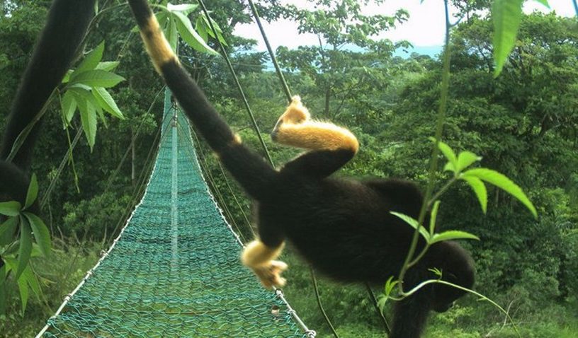 singe costa rica fourrure pigment pigmentation pesticides noir jaune