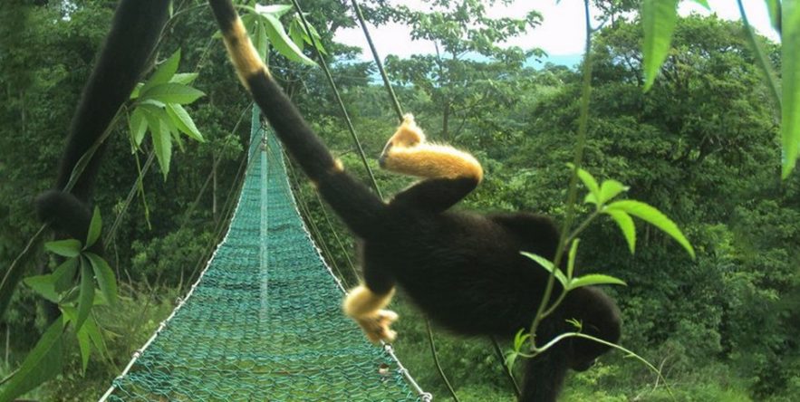 singe costa rica fourrure pigment pigmentation pesticides noir jaune