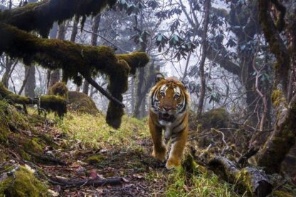photographie faune flore 2018 nature foret jungle mammifere baleine singe jungle