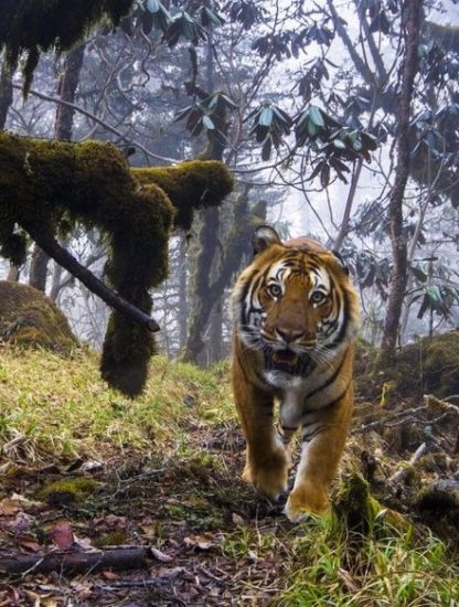 photographie faune flore 2018 nature foret jungle mammifere baleine singe jungle
