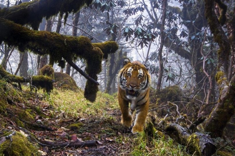 photographie faune flore 2018 nature foret jungle mammifere baleine singe jungle
