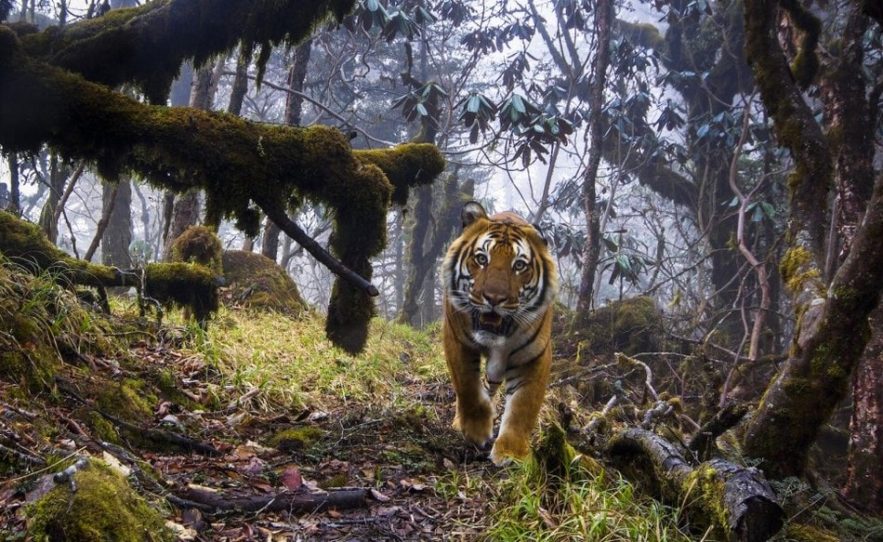 photographie faune flore 2018 nature foret jungle mammifere baleine singe jungle