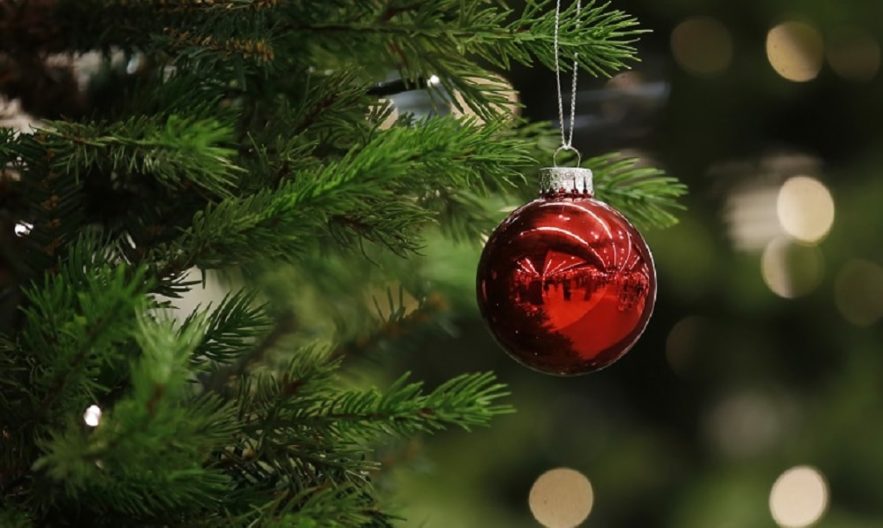 aiguilles sapins noel
