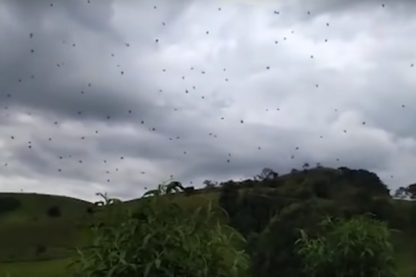 araignee toile geante proie chasse tisserand sociale brezil video pluie