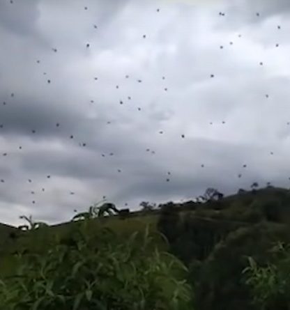 araignee toile geante proie chasse tisserand sociale brezil video pluie