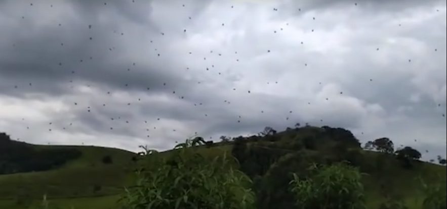 araignee toile geante proie chasse tisserand sociale brezil video pluie