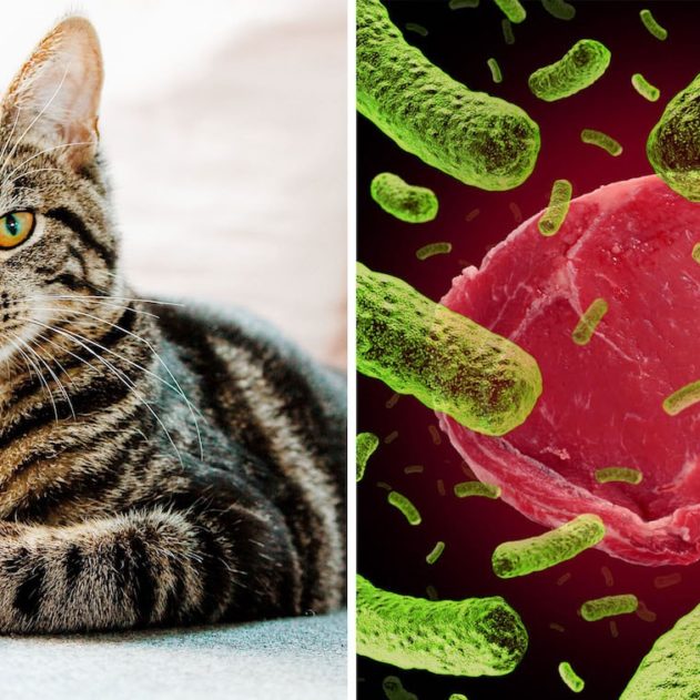 bacterie felins toxoplasma gondii lien schizophrenie