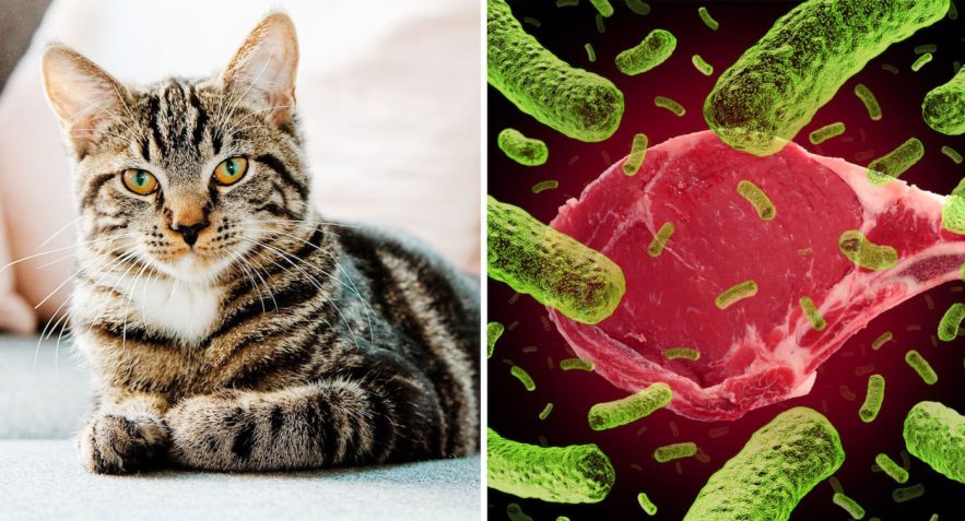 bacterie felins toxoplasma gondii lien schizophrenie