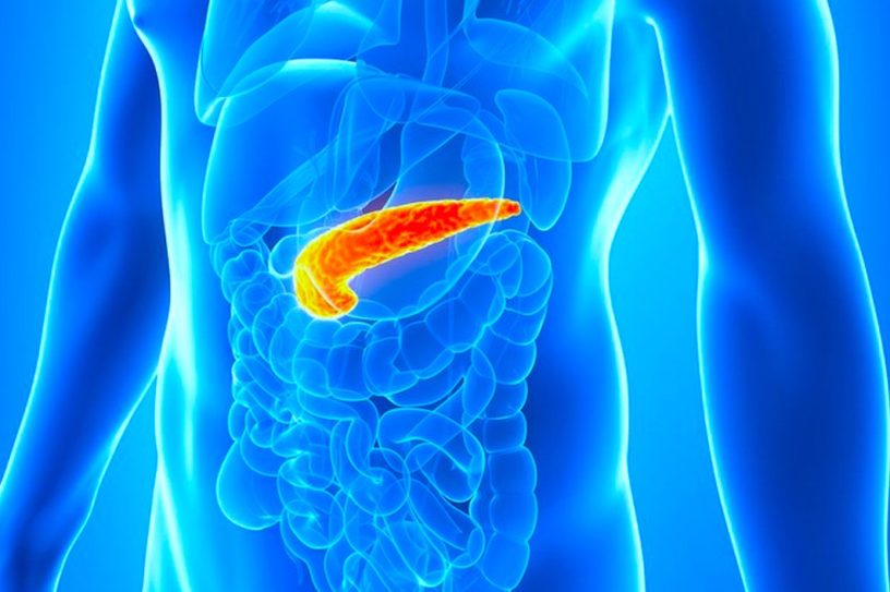 cellule glucagon identite