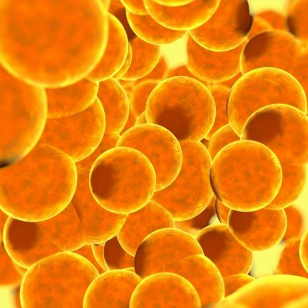 cellules adipeuses