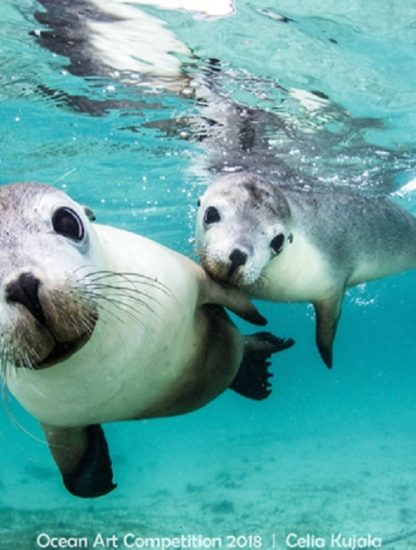 couple phoques australie