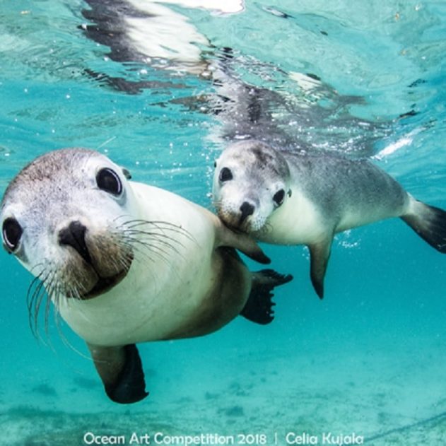 couple phoques australie