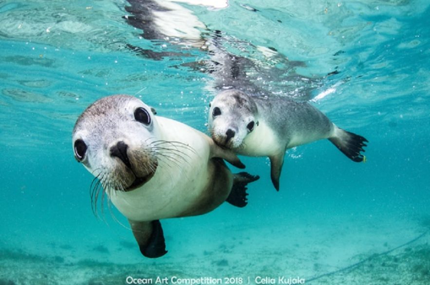 couple phoques australie